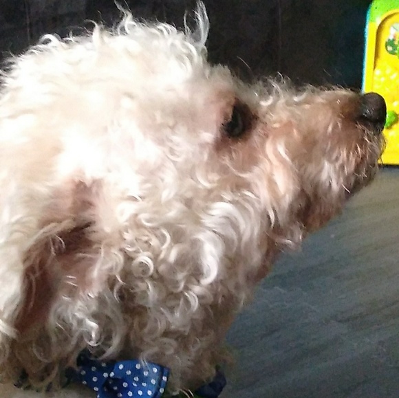 Meet your Posher, Luna - Picture 1 of 1